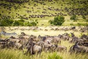 Masai Mara Wildlife