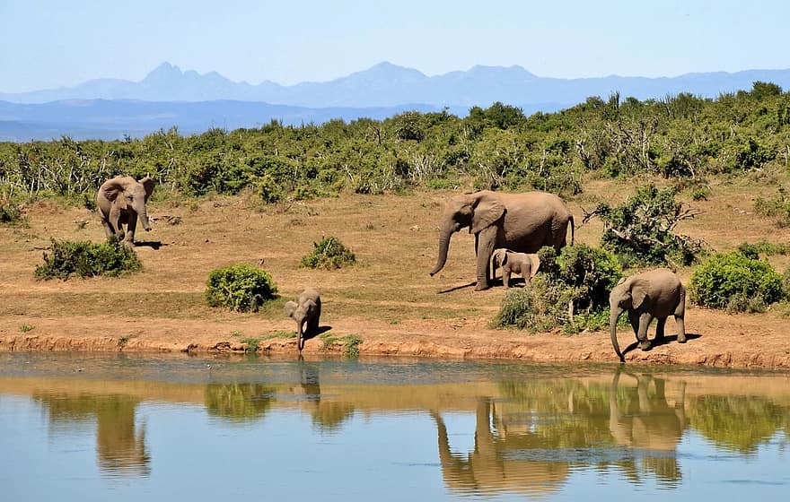 Safari Afrique du Sud